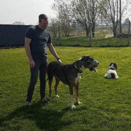 Steven Dalton (Licence No. TBN) Dog Boarder in Sutton Coldfield, West Midlands