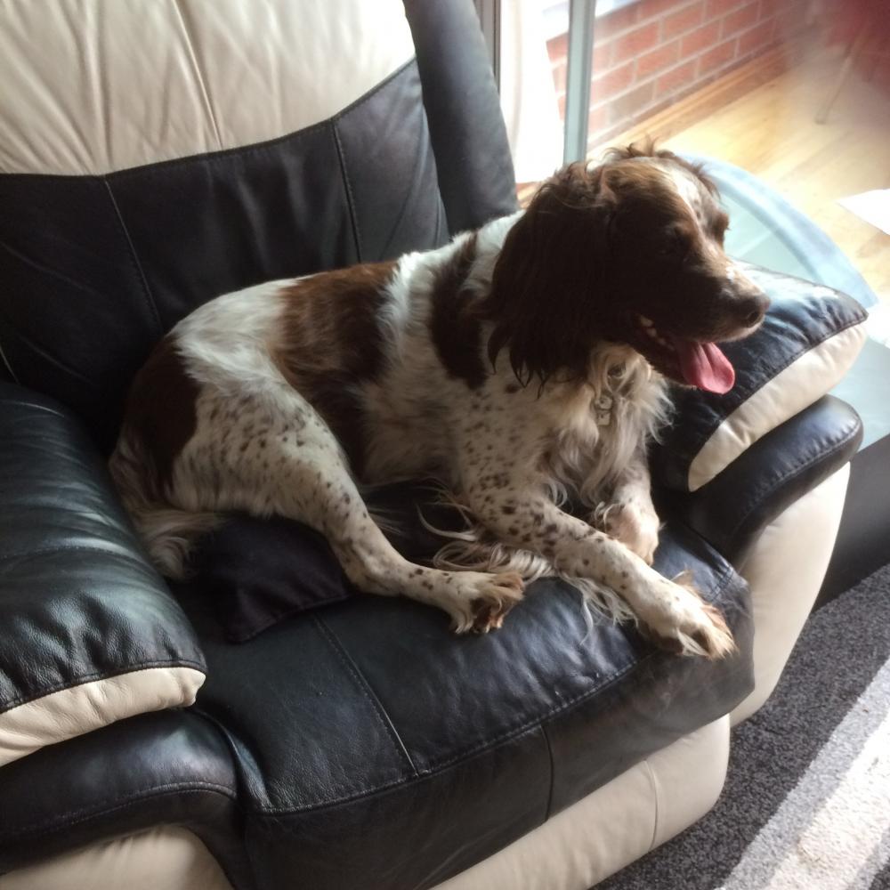 Gaynor Poole Dog Boarder in Birmingham West Midlands | Lookafteryourdog