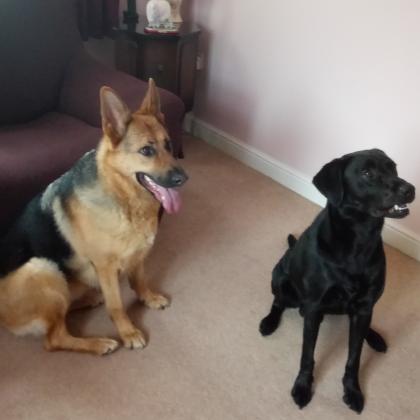 Jayne and Eddie Campbell (Licence No/LN000001289) Dog Boarder in Tamworth, Staffordshire